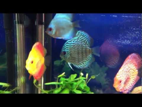 discus fish happy in planted juwel 300 tropical fish tank HD