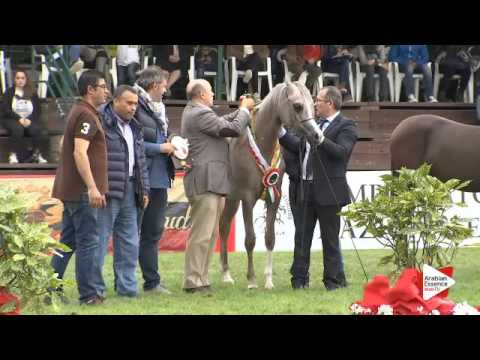 1st Place N.61 RADEGONDA BY TRESCA - Arezzo 2015 - Yearling Fillies Championship (Class 15)