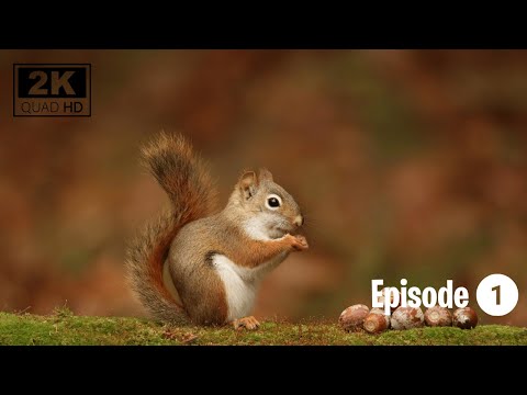 The Secret Life of Squirrels: Winter Prep and Food Storage