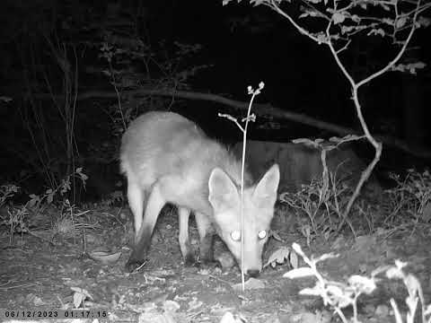 Lis i Kuna - Nocne spotkanie / Fox and Marten - Night meeting