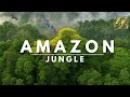 Amazon 4k The Breathtaking Journey Into Amazon Rainforest Nature S Green Paradise