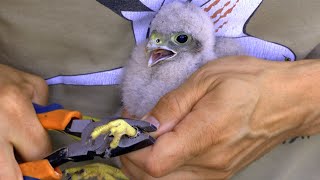 Obrączkowanie pustułek