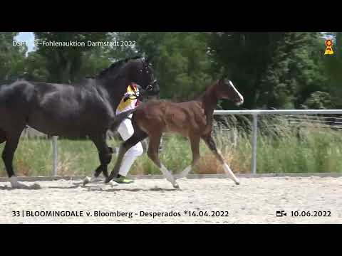KN 33: Hengstfohlen v. Bloomberg/Desperados