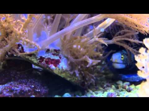 Aqua Tropica - Sternmuräne