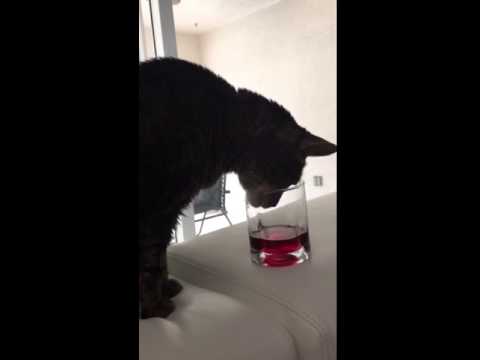 Senior Cat wants cranberry juice