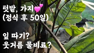 텃밭 가지 