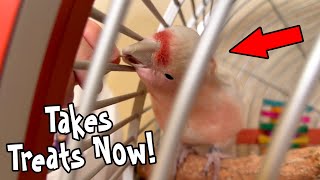 Pink Cockatoo Starts Taking Treats From My Hand