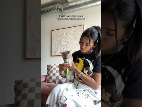 Cat sitting my best friends cat #girl #shorts