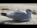Ring Billed Gull