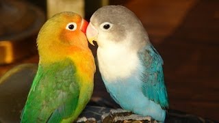 Lovebirds Do Not Need to Live in a Couple