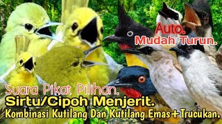 Download lagu SUARA PIKAT,‼️ SIRTU/CIPOH MENJERIT KOMBINASI KUTILANG DAN KUTILANG EMAS TRUCUKAN.. mp3 Download lagu SUARA PIKAT,‼️ SIRTU/CIPOH MENJERIT KOMBINASI KUTILANG DAN KUTILANG EMAS TRUCUKAN.. mp3