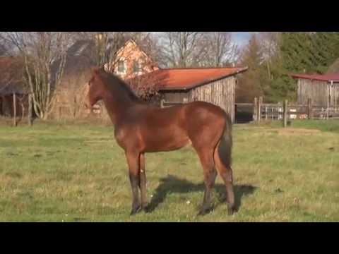 Cranach:  Holsteiner Hengstjährling von Cascadello I (geb. Mai 2015) - Kurzfassung