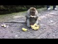 Обезьяна ест бананы 