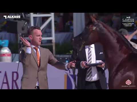 N 80 RHAN AL SHAHANIA   Global Champions Arabians Tour Cannes 2024   Senior Stallions   Section A Cl