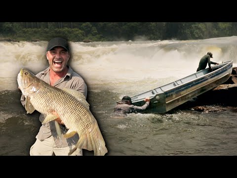 LES PRÉDATEURS LES PLUS RECULÉS D'AMAZONIE - Cyril Chauquet