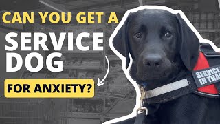 Can you get a Service Dog for Anxiety? (USA)