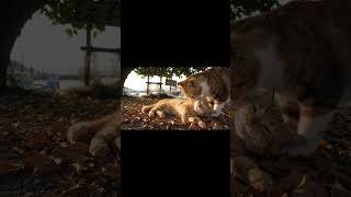 AIが考える猫島の猫たち Cats on Cat Island, as imagined by AI #cat  #youtuber  #asmr #shorts #ai