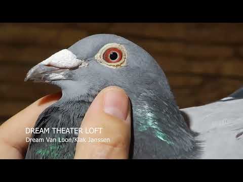 DREAM Van Loon/Klak Janssen "647" - 2018