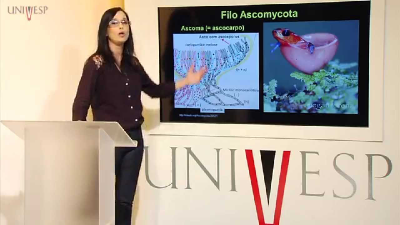 Biologia Geral - Aula 16 - Fungos e suas múltiplas linhagens