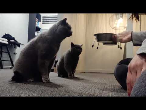 Uncle Henrys Pets