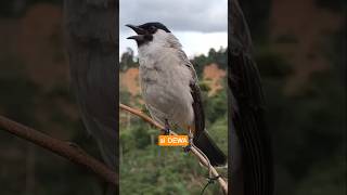 Download lagu Suara Burung Kutilang Gacor Si DEWA Pikat Terbaik #kutilanggacor mp3