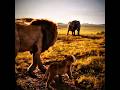 The Saddest Scene In The Lion King His Father Just Wanted To Protect Him