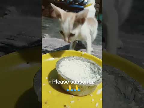 #cat funny #short video #ungalal nanga #please subscribe like share 🙏🙏