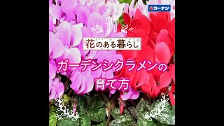 ガーデンシクラメンの育て方