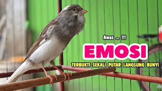 Download lagu Kenari GACOR Panjang - PANCINGAN Kenari Paud Belajar BUNYI - KENARI Belajar BUNYI Ngeriwik #738 mp3