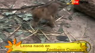 preview picture of video 'Leona nació en zoológico Cuenca'