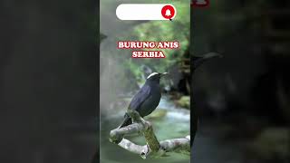 Download lagu SUARA BURUNG ANIS SERBIA mp3