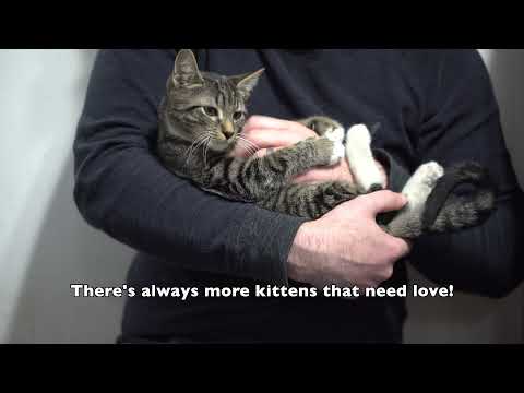 Why You Should Foster A Cat