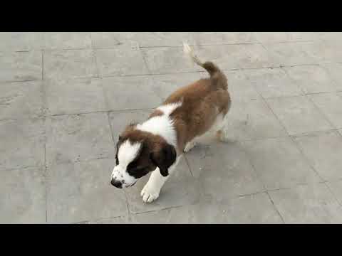 .Dog Lover Hetvee pet's Ahmedabad