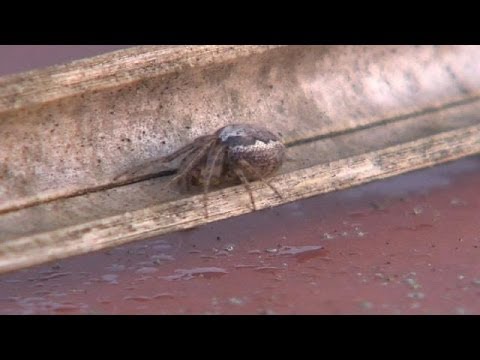 UK school closes amid outbreak of false black widow spiders