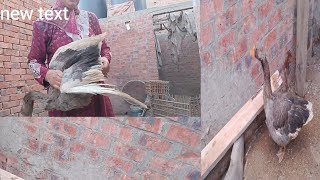 تعالو شوفو أذاى نسمن الوز اكلنا الوز الاخضر
