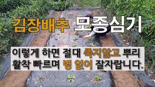 김장 배추 모종 심기 이렇게 하면 절대 죽지 않고 뿌리 활착 빠르며 병 없이 잘 자랍니다. #주말농장  # …