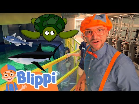 Learning Sea Animals With Blippi | Educational Videos For Toddlers | Animals For Kids