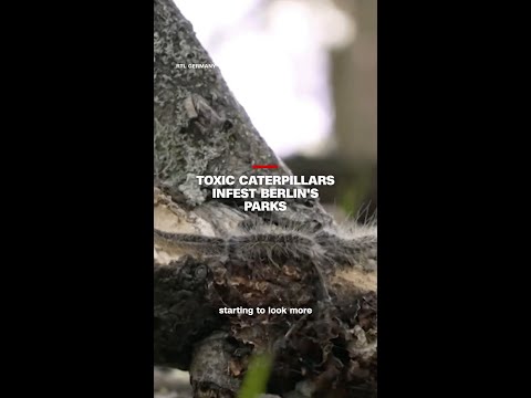 Toxic caterpillars infest Berlin's parks