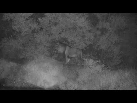 Djuma: Lion-Avoca male's walk on wall diverted by an Elephant - 22:26 - 01/28/2020