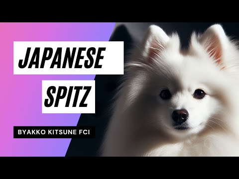In der Welt der Japanischen Spitz: Geschichte, Schönheit und Hingabe