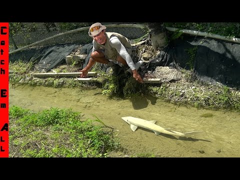 We are BUILDING our PET STURGEON a COLD WATER Crystal Clear RIVER SYSTEM in FLORIDA!