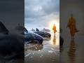 BUDDHA’s Light Returns the Whales to Sea 🐋🙏☸️ #buddha #pathofbuddha #buddhism #shorts