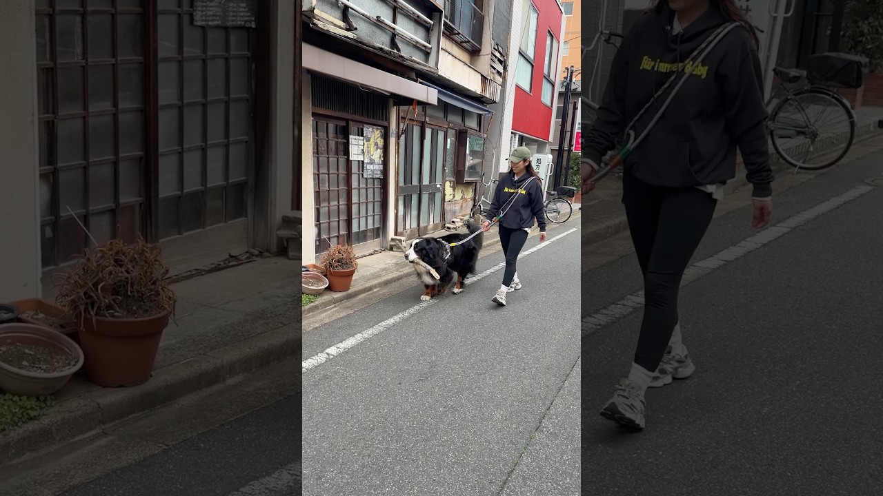 棒が大好きなバーニーズを撮ってみた