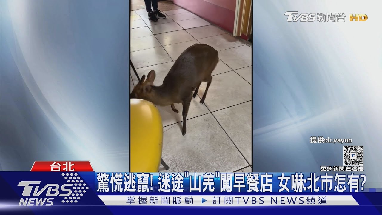 迷途小山羌闖早餐店嚇壞客人 動物園遊客丟蛋餵鬣狗