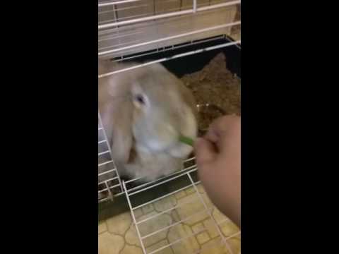 Giant rabbit eating green beans.