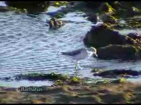 Archibebe claro ( Trina nebularia ) . Greenshank