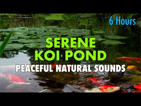 Tranquility Blender Peaceful KOI POND  6 hour ambient video and audio for sleep, study, meditation