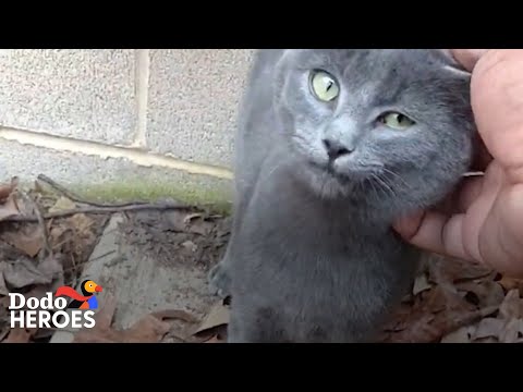 Guy Who Didn't Like Cats Can't Stop Rescuing Them Now | The Dodo Heroes