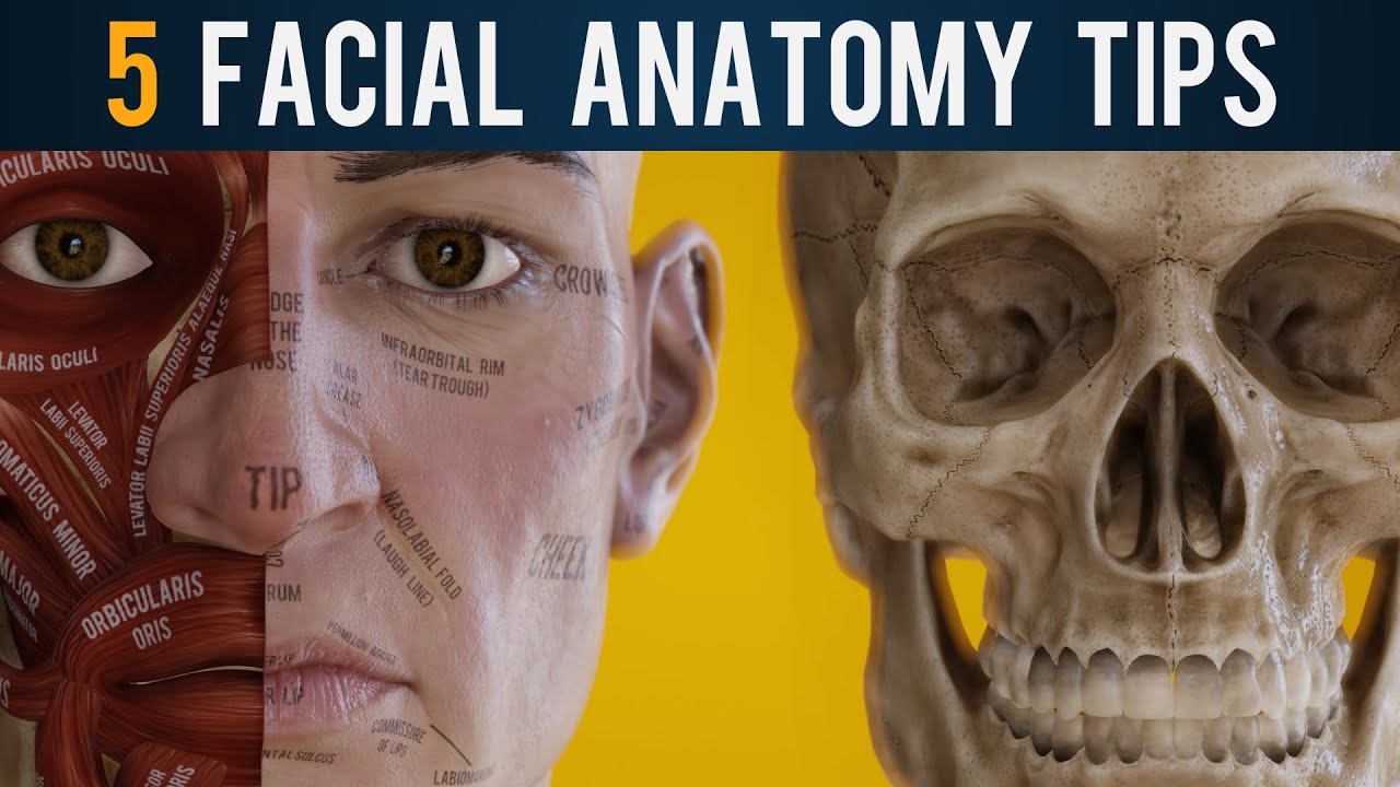 5 Crucial Facial Anatomy Tips for 3D Artists (2020)