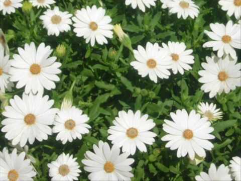 download lagu mp3 mp4 Regarte, download mp3 Regarte free downloadn, video klip Regarte